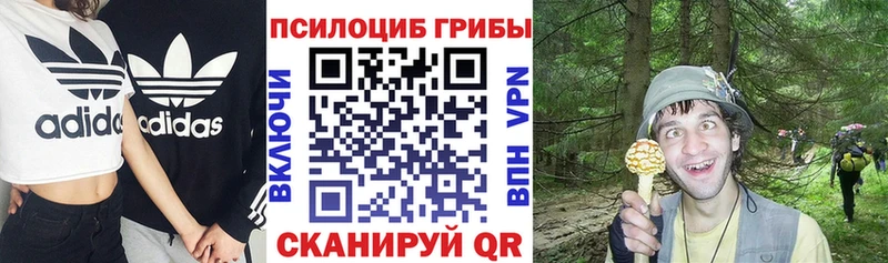 Псилоцибиновые грибы Psilocybine cubensis  Купить  Знаменск 